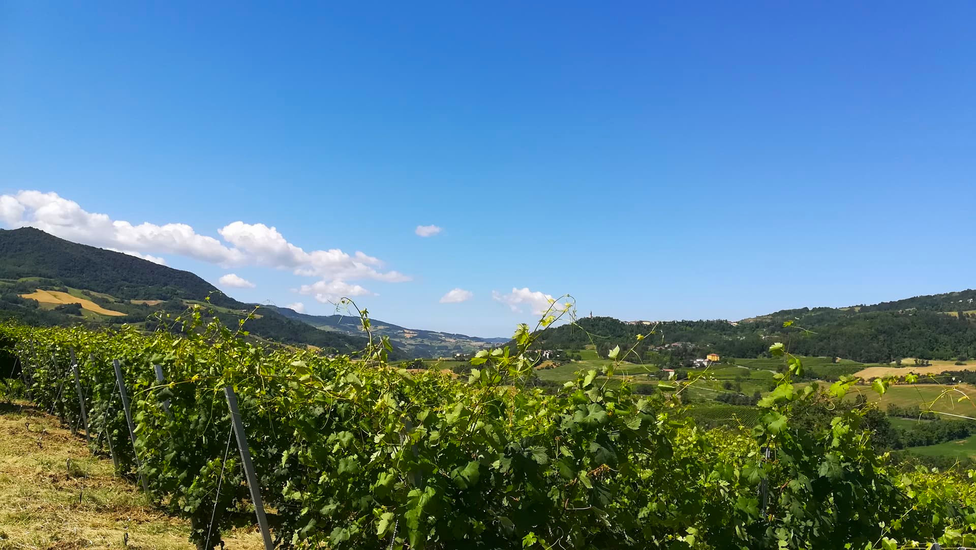 foto azienda campi